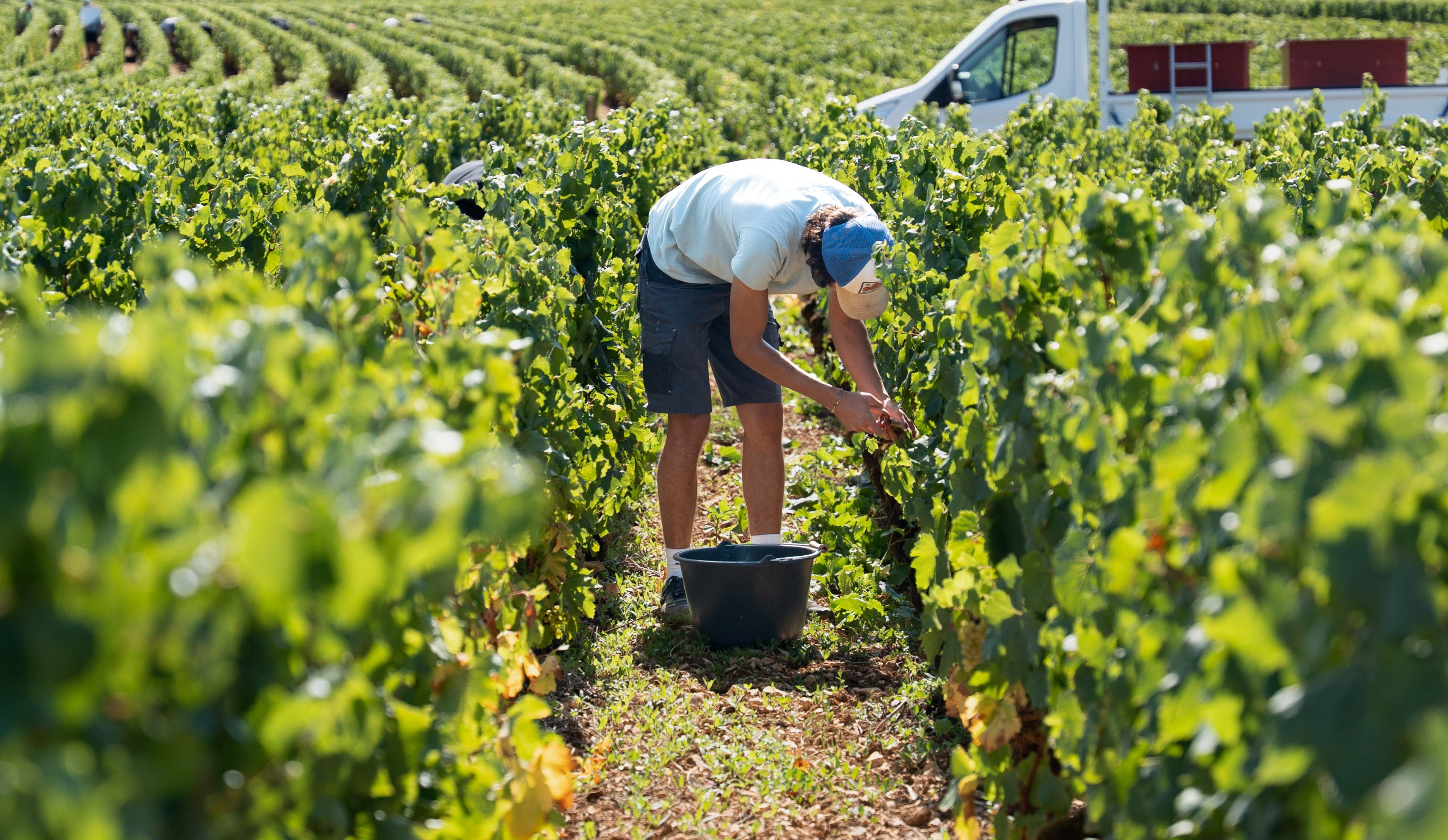 vinium_sylius_wine_plugin.ui.label - Bourgogne Blanc Emotion