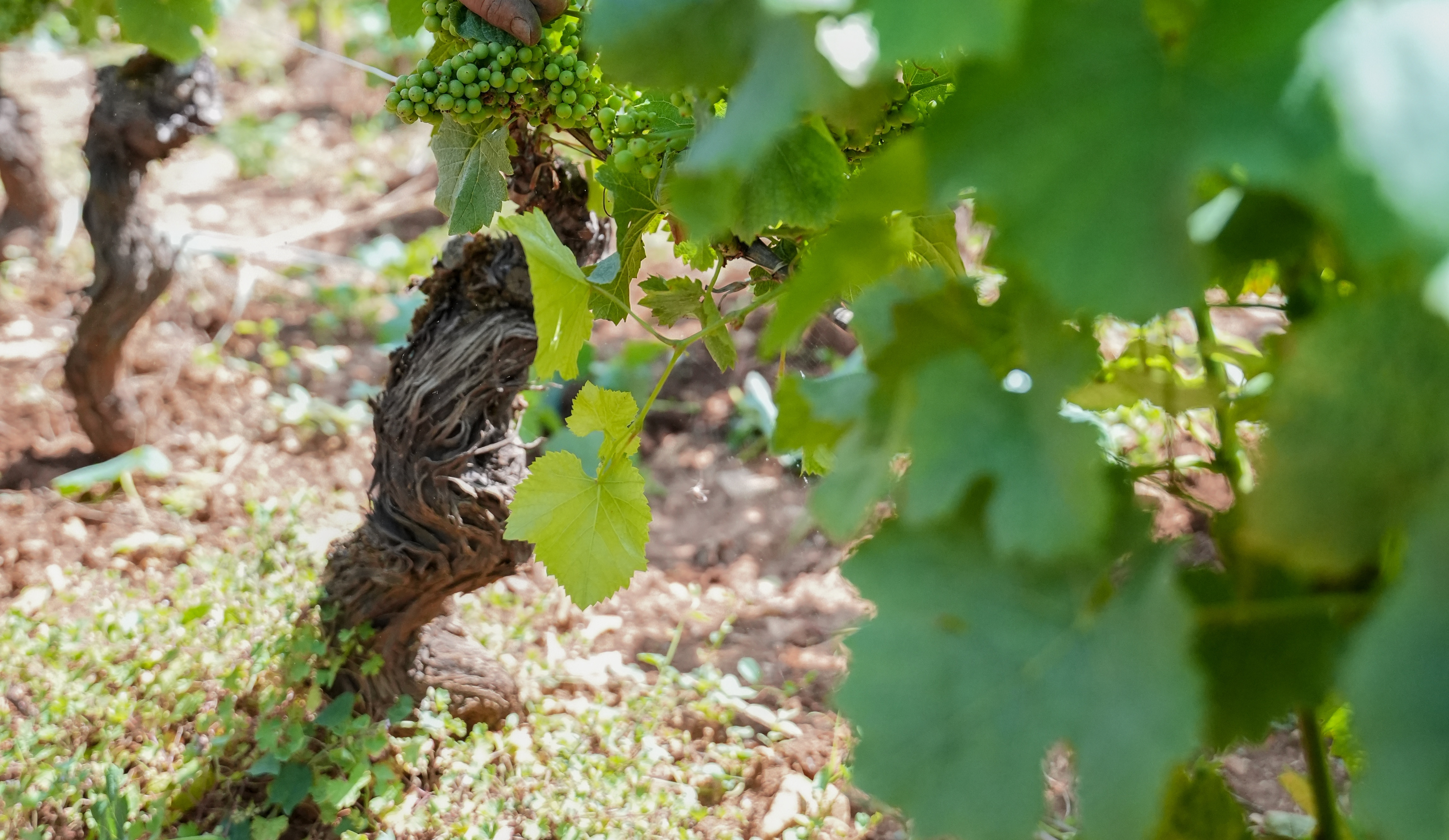 vinium_sylius_wine_plugin.ui.label - Auxey-Duresses Vieilles Vignes Blanc