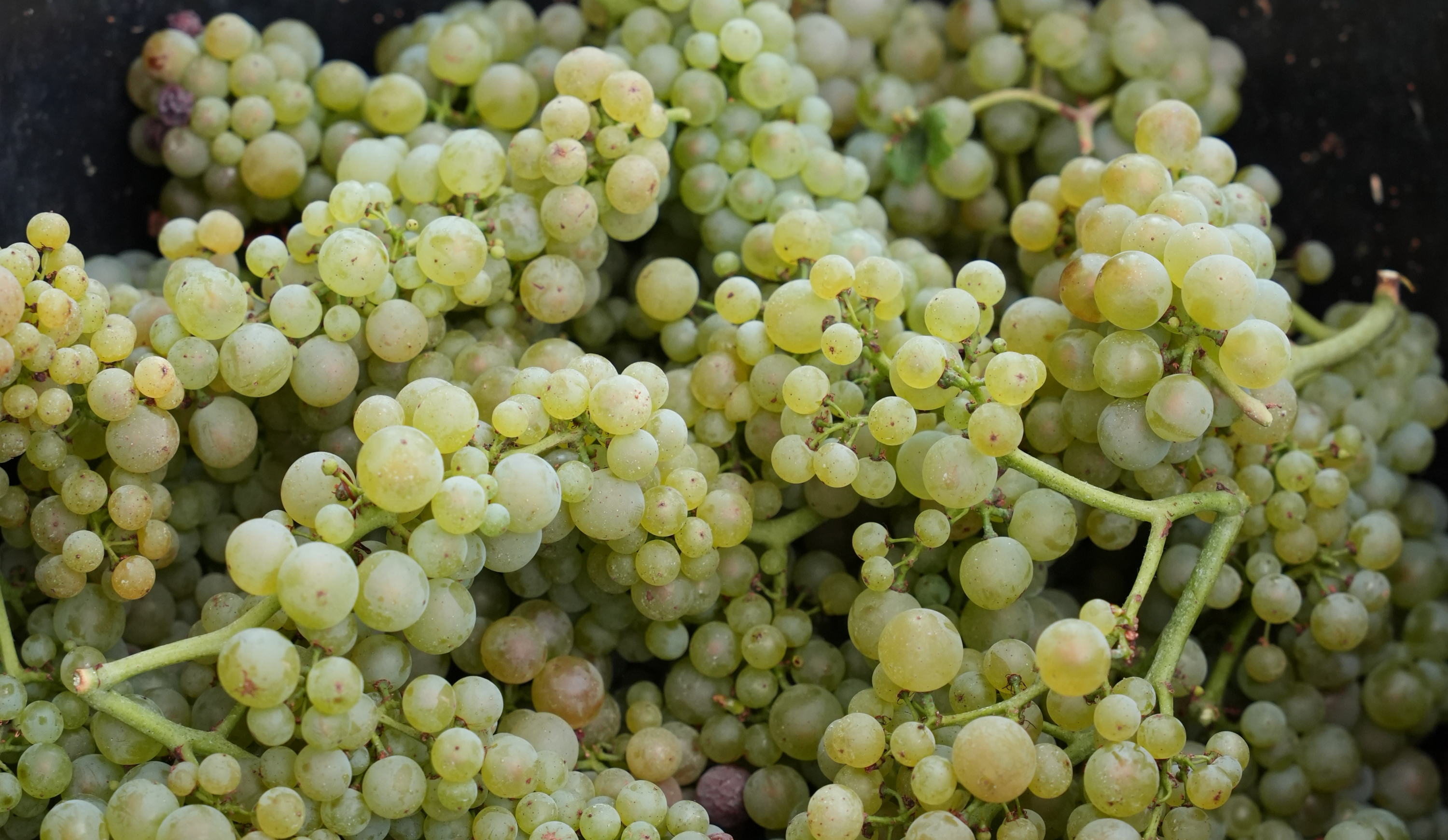 vinium_sylius_wine_plugin.ui.label - Bâtard-Montrachet Grand Cru