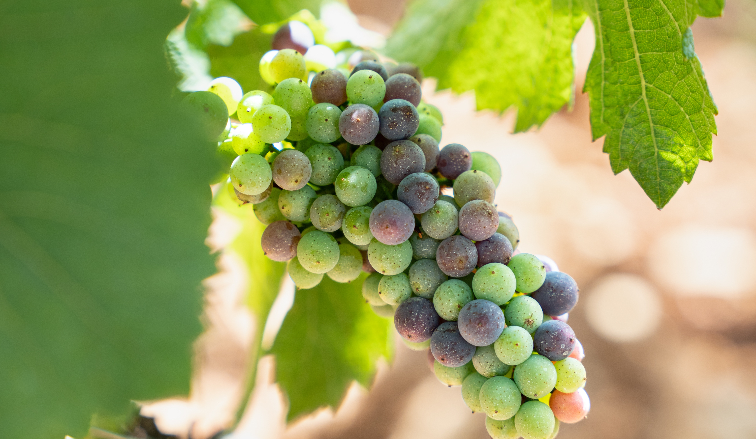 vinium_sylius_wine_plugin.ui.label - Beaune Clos des Aigrots