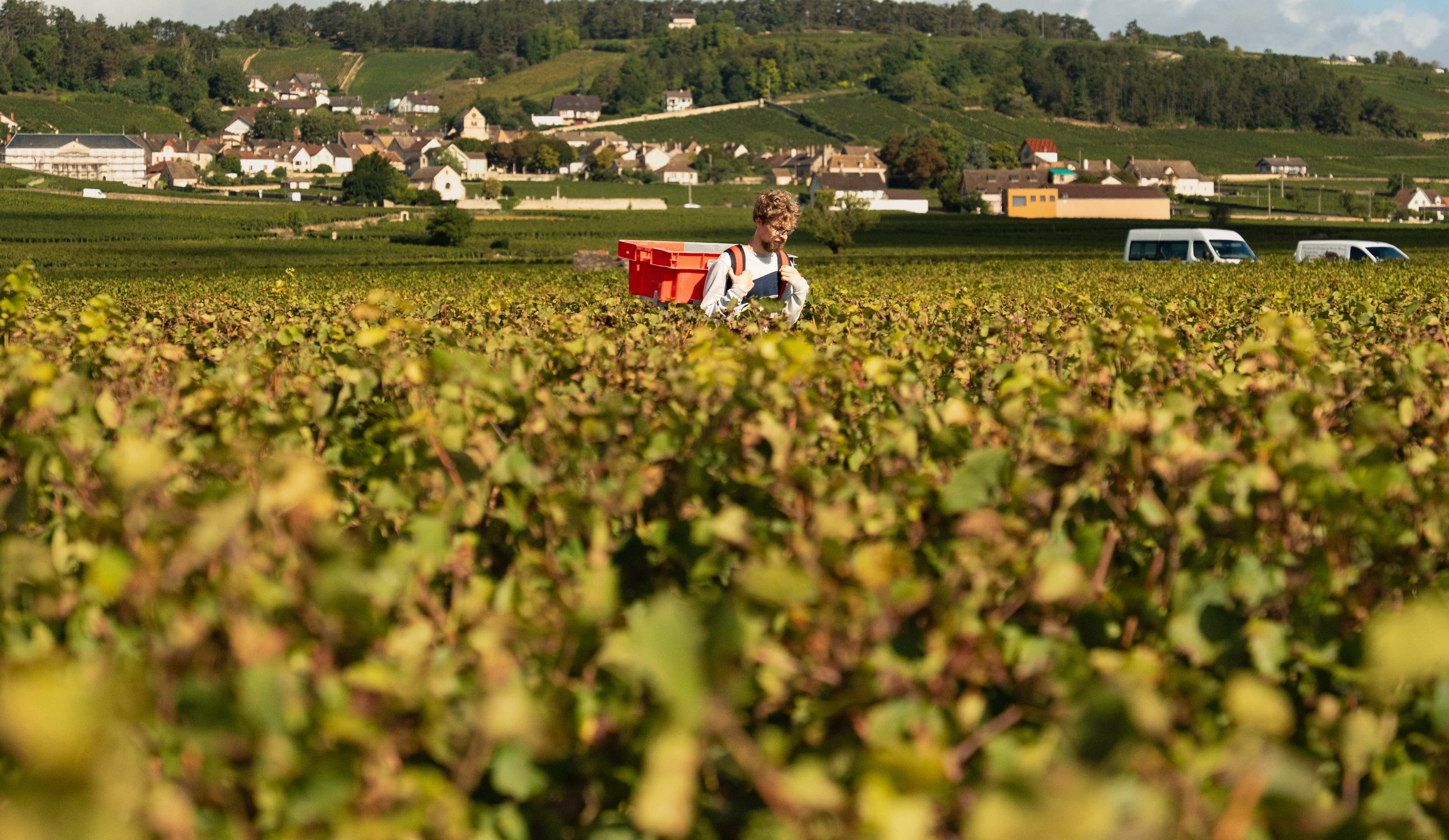 vinium_sylius_wine_plugin.ui.label - Beaune Vieilles Vignes