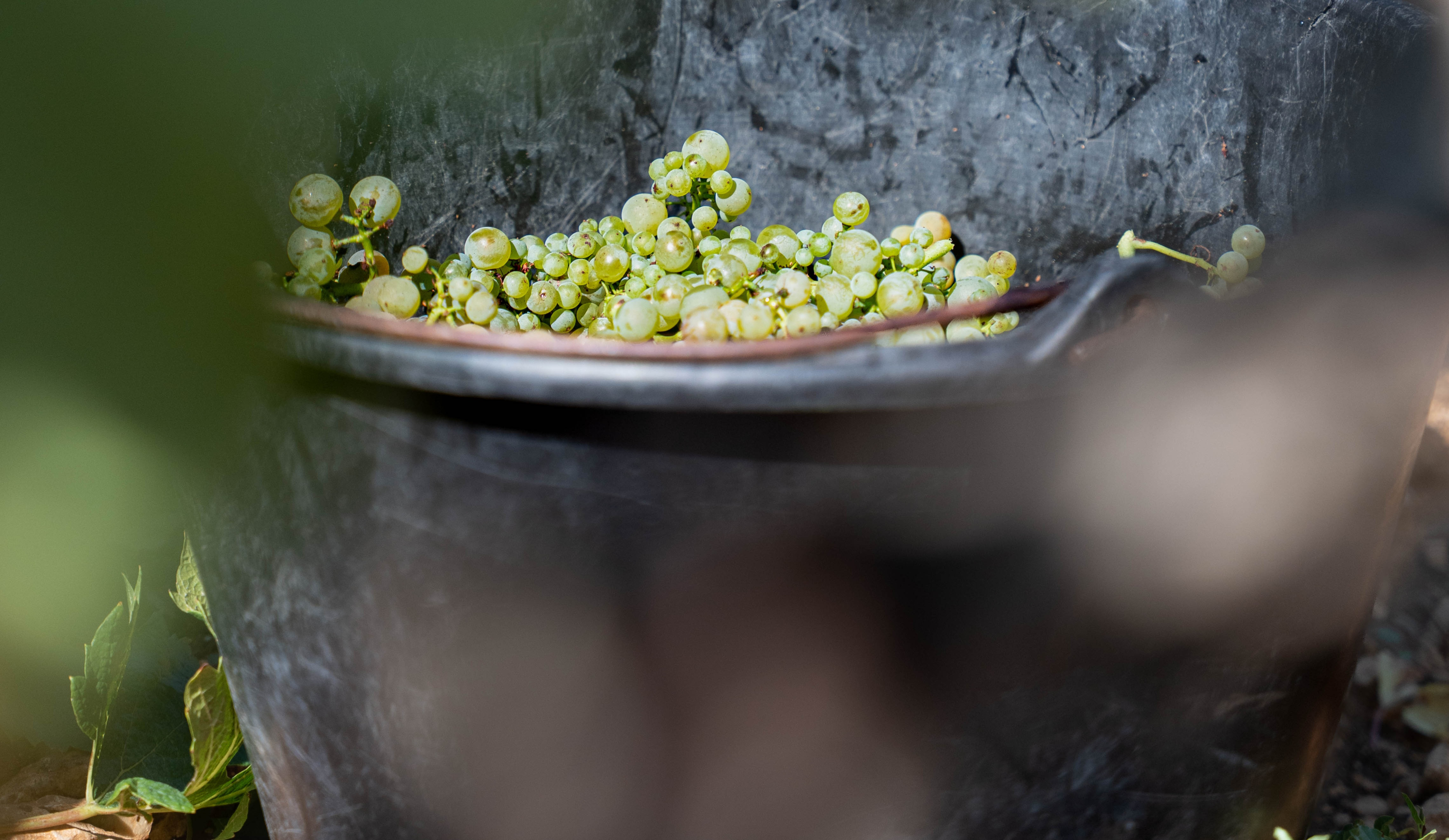 vinium_sylius_wine_plugin.ui.label - Bienvenue-Bâtard-Montrachet