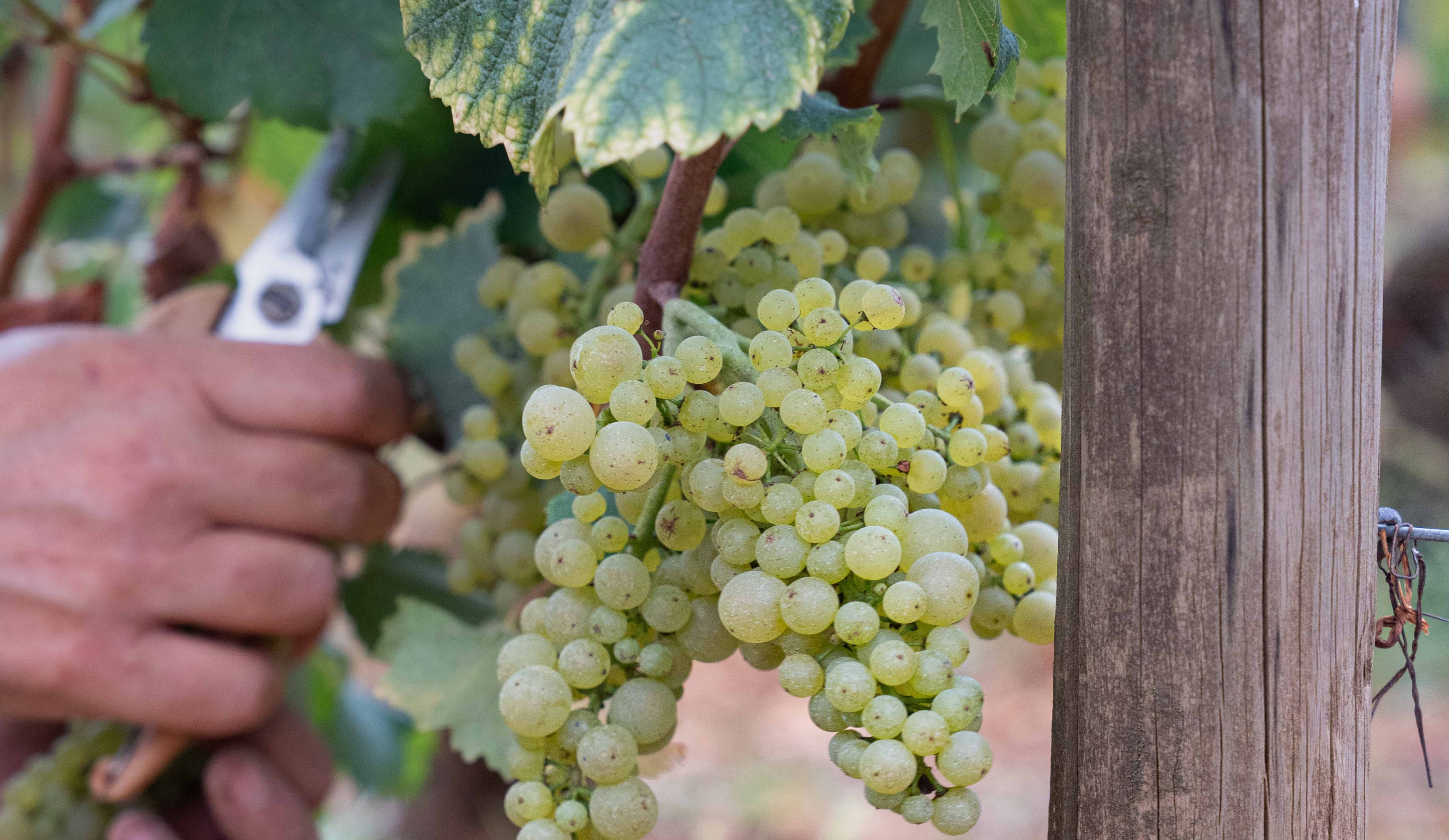 vinium_sylius_wine_plugin.ui.label - Bourgogne  Aligoté