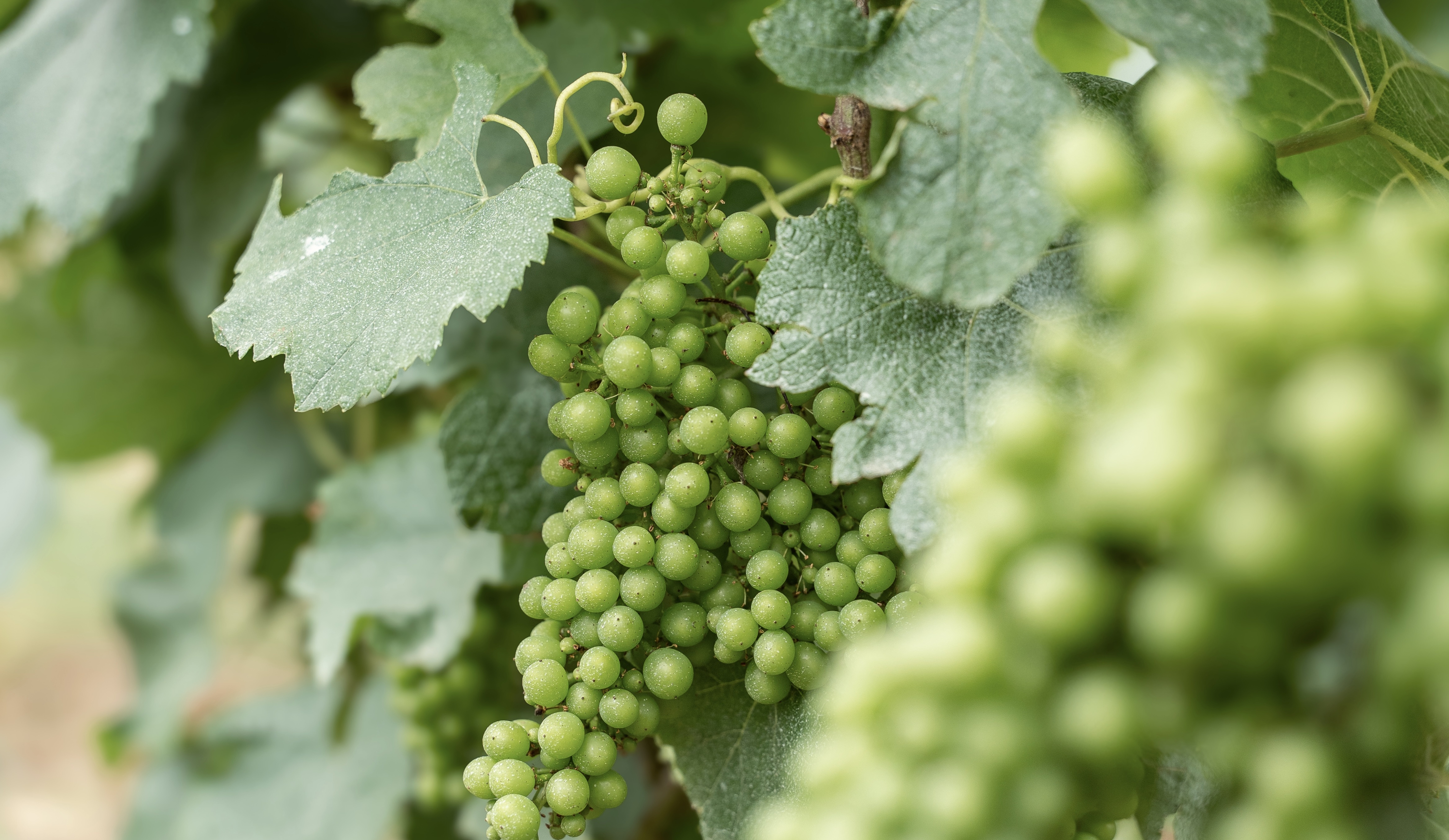 vinium_sylius_wine_plugin.ui.label - Bourgogne Blanc Cuvée Saint-Vincent