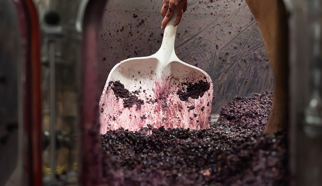 vinium_sylius_wine_plugin.ui.label - Bourgogne Pinot Noir Cuvée Saint Vincent