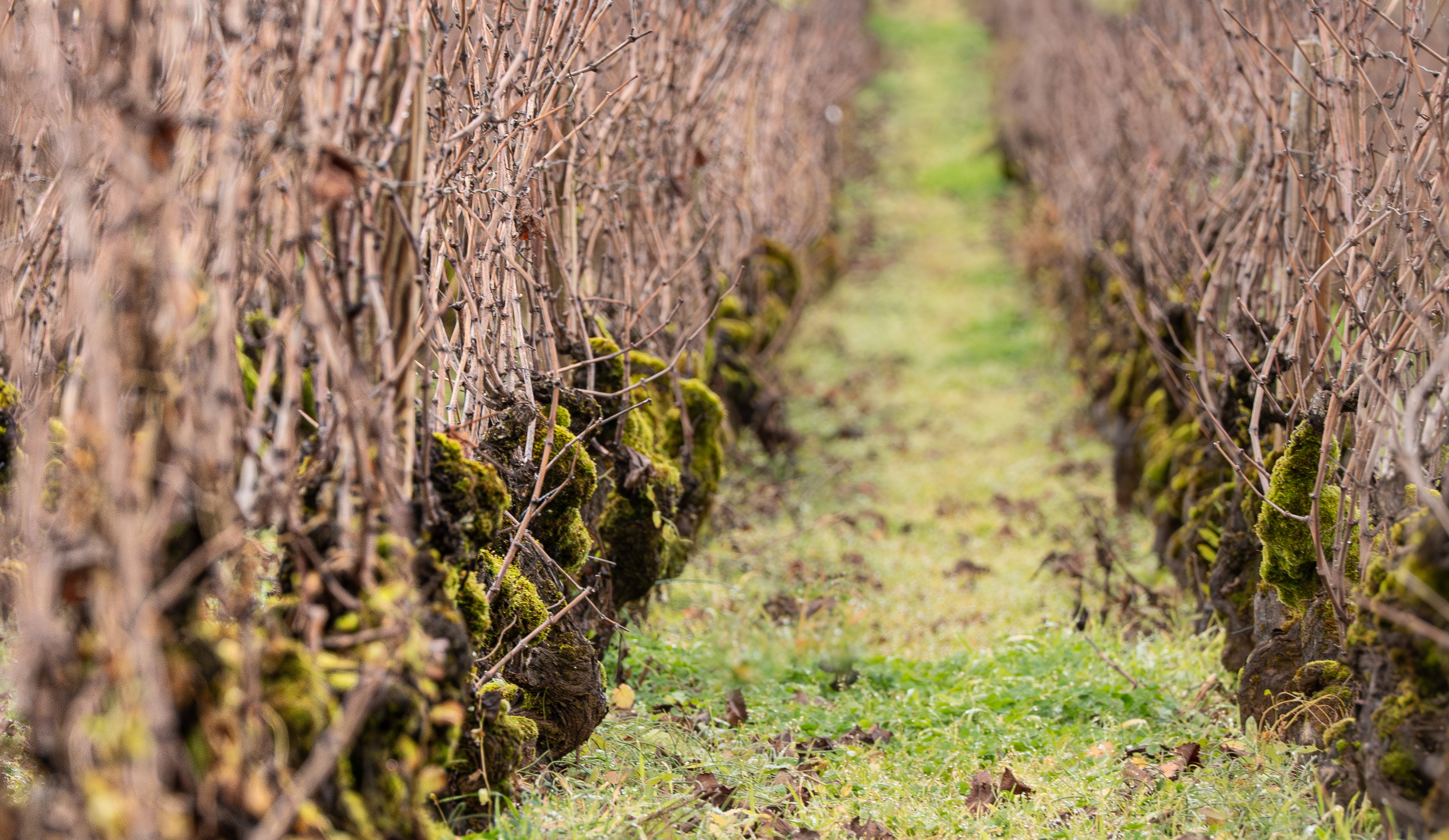 vinium_sylius_wine_plugin.ui.label - Chassagne-Montrachet 1er Cru Morgeot Blanc