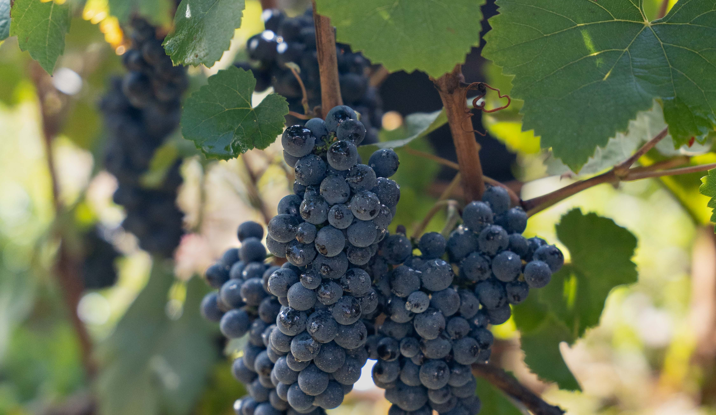 vinium_sylius_wine_plugin.ui.label - Clos Vougeot Grand Cru