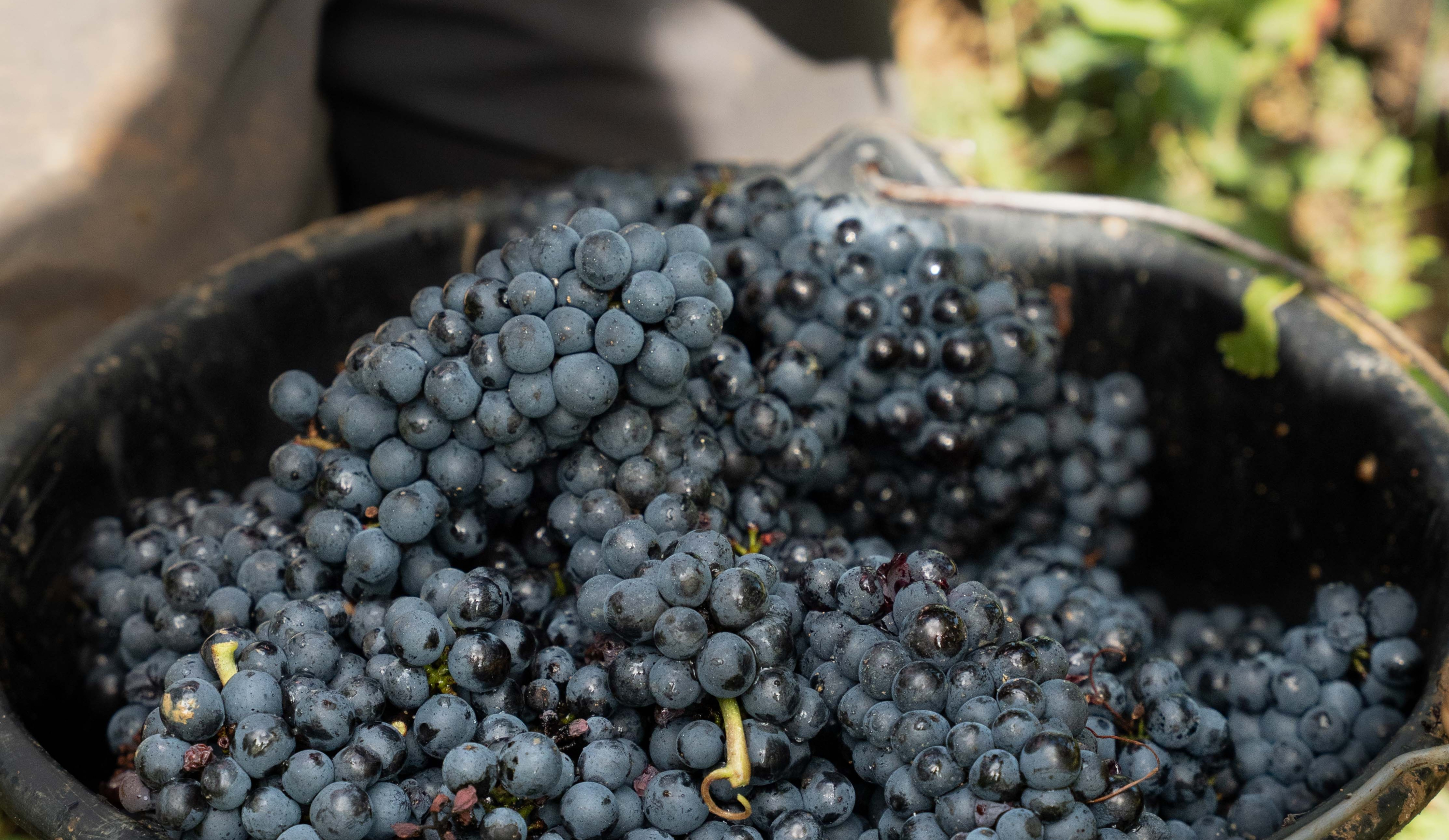 vinium_sylius_wine_plugin.ui.label - Corton Perrières Grand Cru