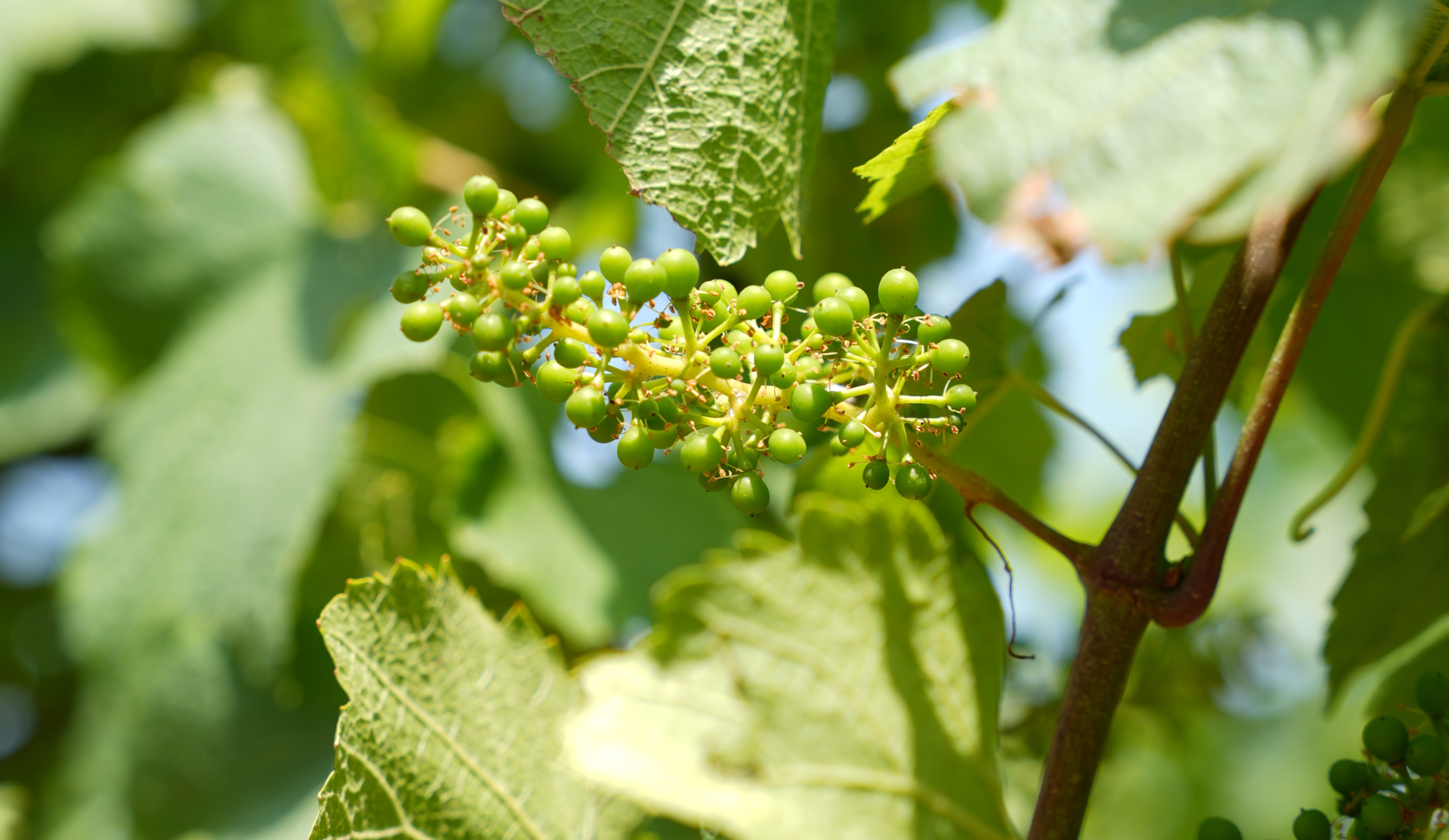 vinium_sylius_wine_plugin.ui.label - Gevrey-Chambertin  Vieilles Vignes