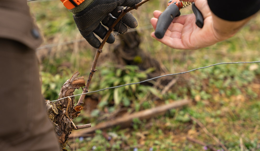 vinium_sylius_wine_plugin.ui.label - Mâcon-Fuissé Vieilles Vignes