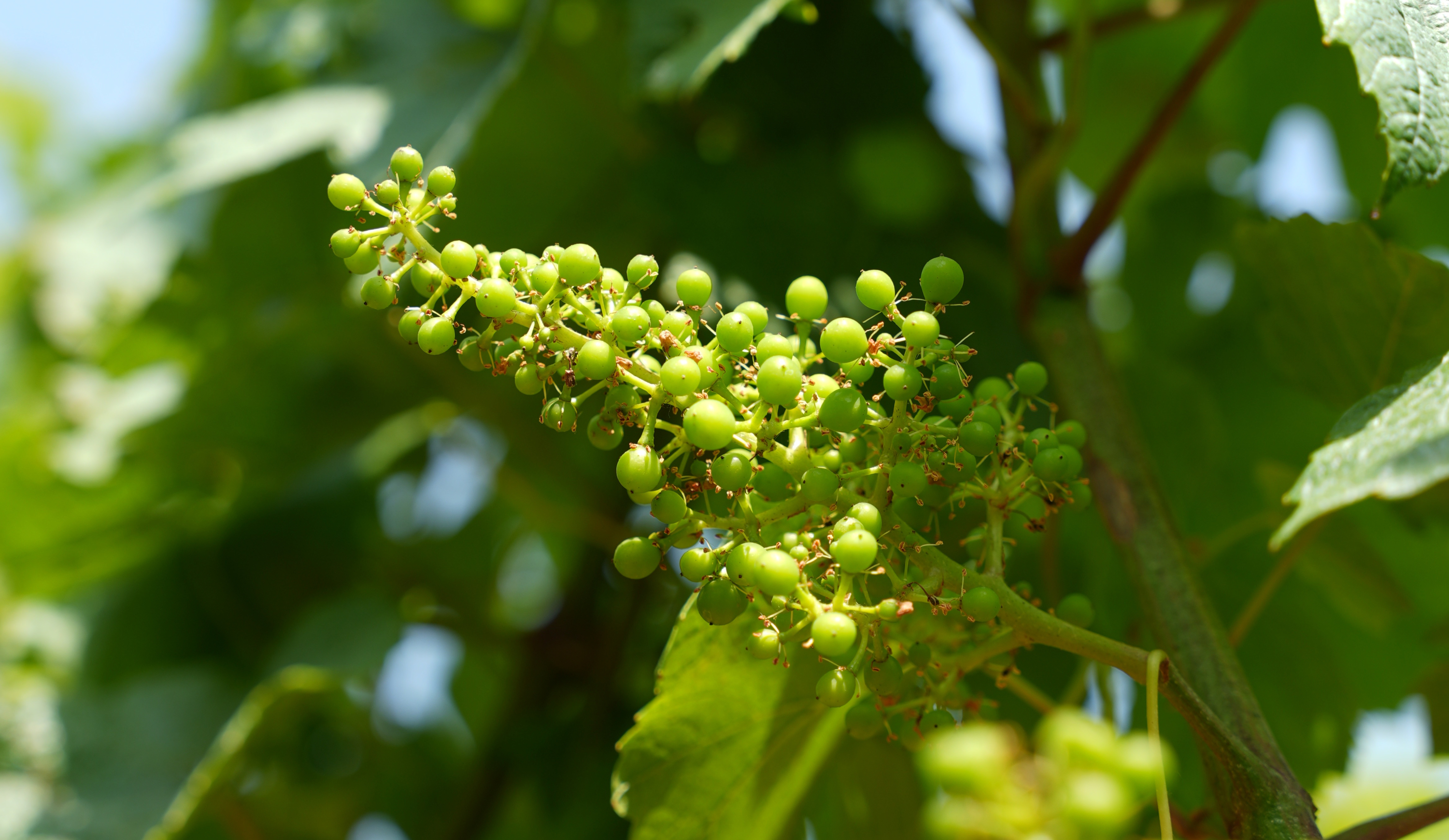 vinium_sylius_wine_plugin.ui.label - Maranges 1er Cru La Fussière
