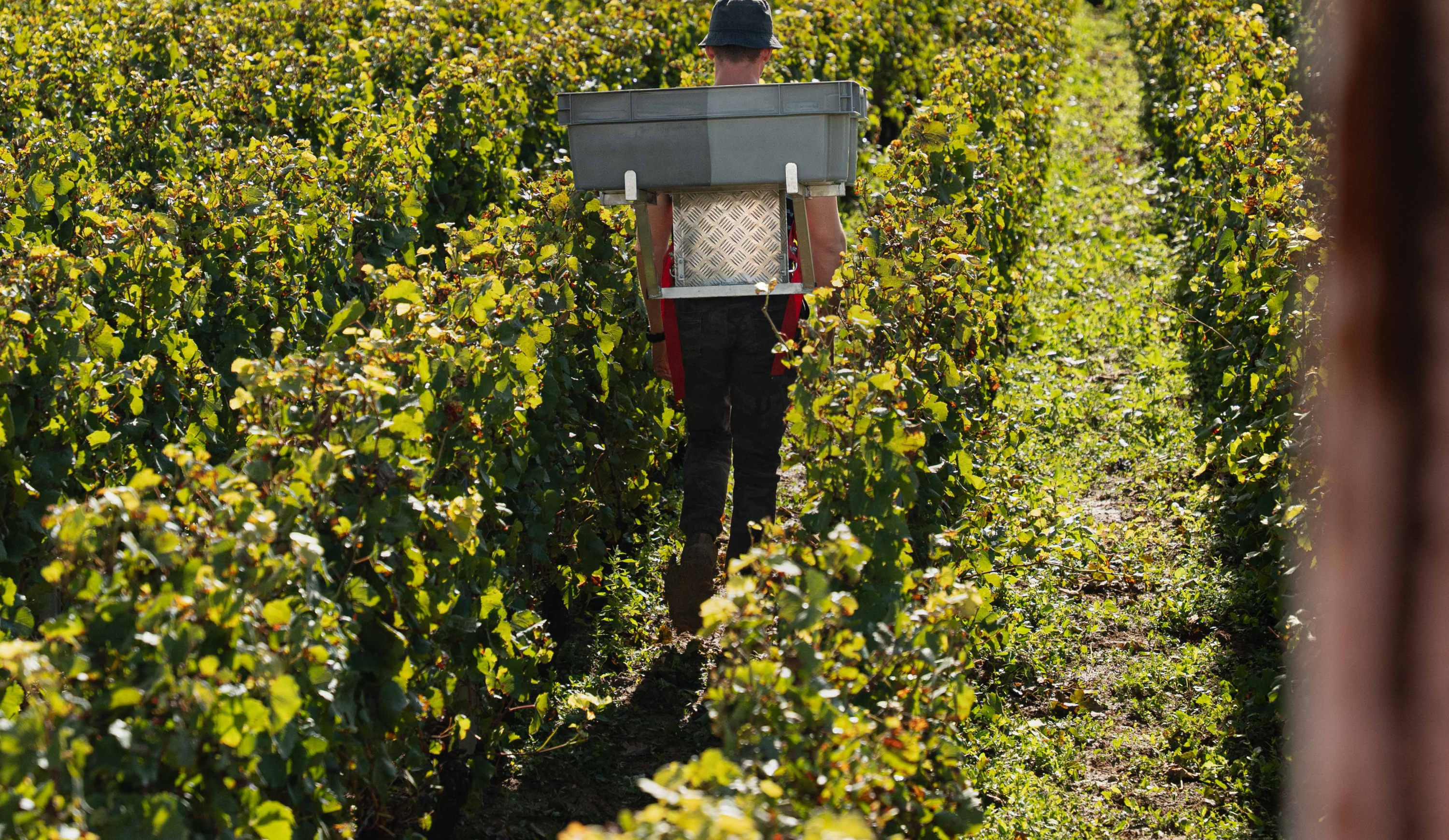 vinium_sylius_wine_plugin.ui.label - Maranges Vieilles Vignes