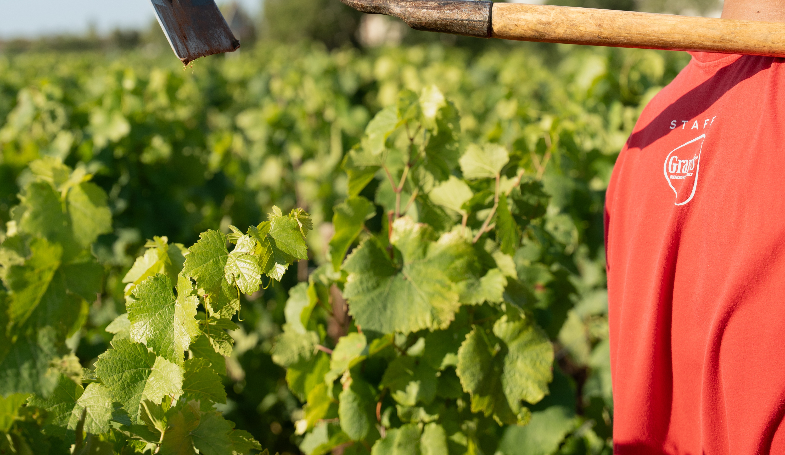 vinium_sylius_wine_plugin.ui.label - Meursault 1er Cru  Les Charmes-Dessus