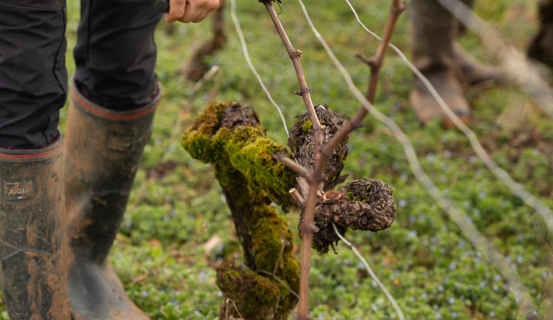 vinium_sylius_wine_plugin.ui.label - Meursault Les Clous