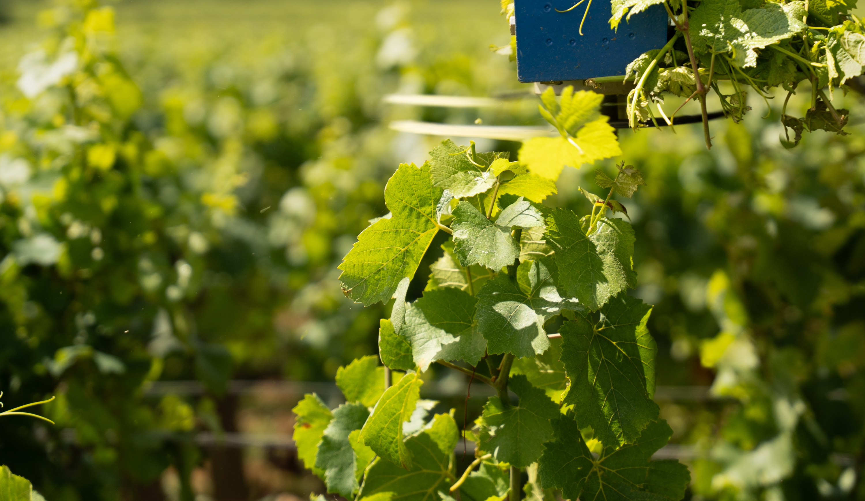 vinium_sylius_wine_plugin.ui.label - Meursault  Les Tessons