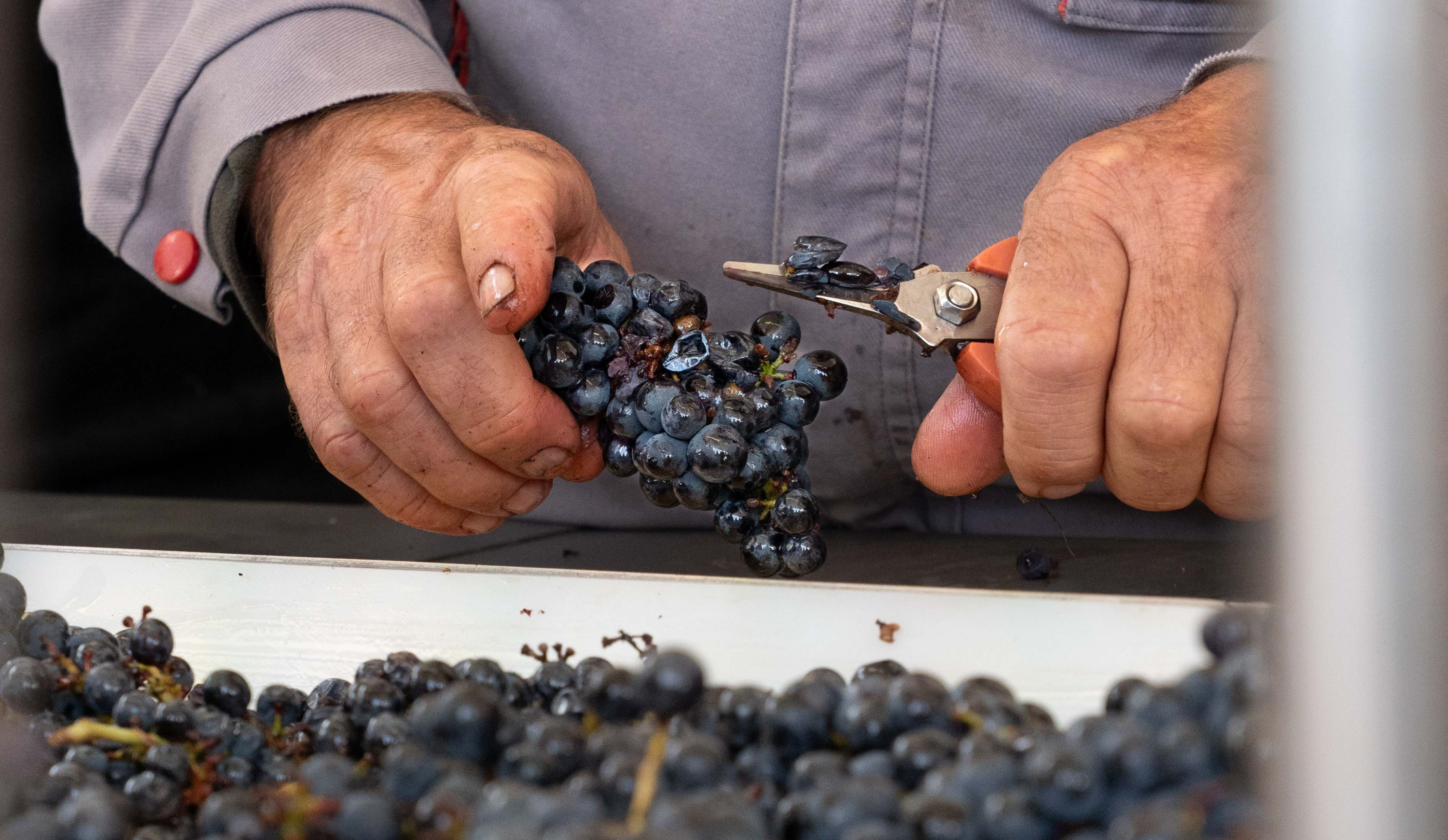 vinium_sylius_wine_plugin.ui.label - Monthélie 1er Cru Sur la Velle