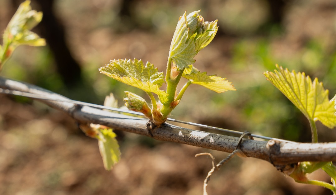 vinium_sylius_wine_plugin.ui.label - Montrachet Grand Cru