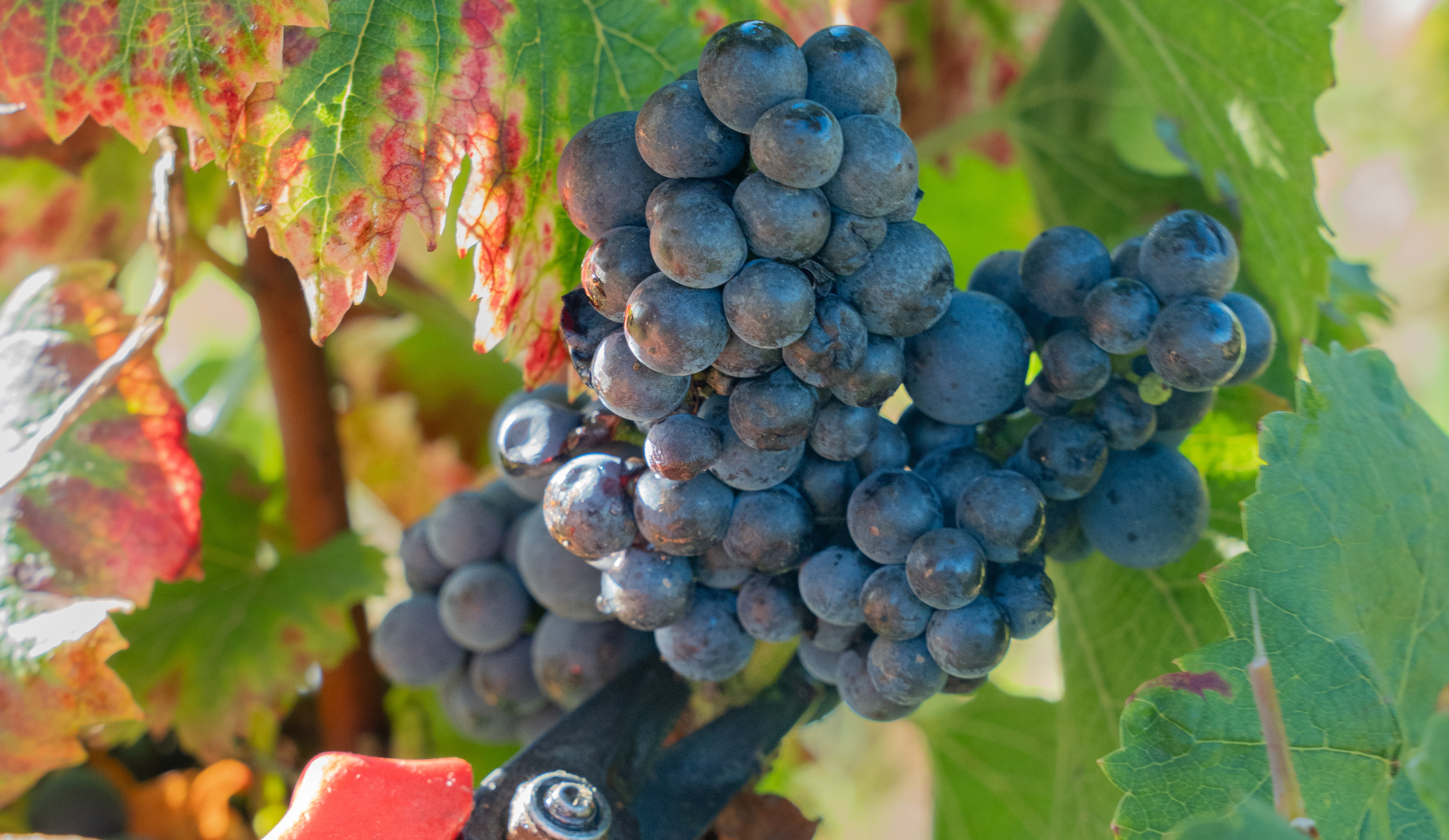 vinium_sylius_wine_plugin.ui.label - Pommard 1er Cru  Les Epenots