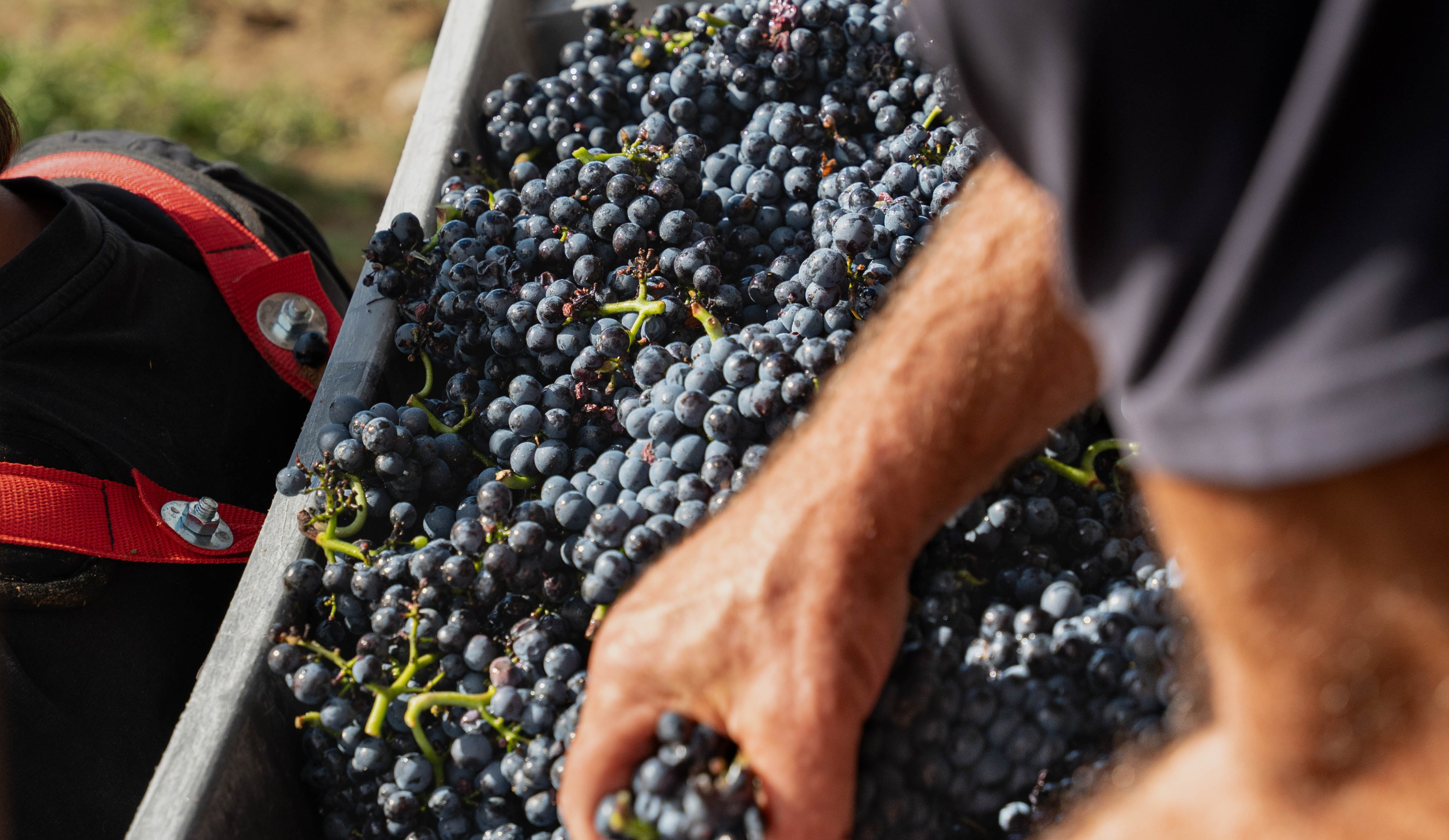 vinium_sylius_wine_plugin.ui.label - Pommard  Les Noizons