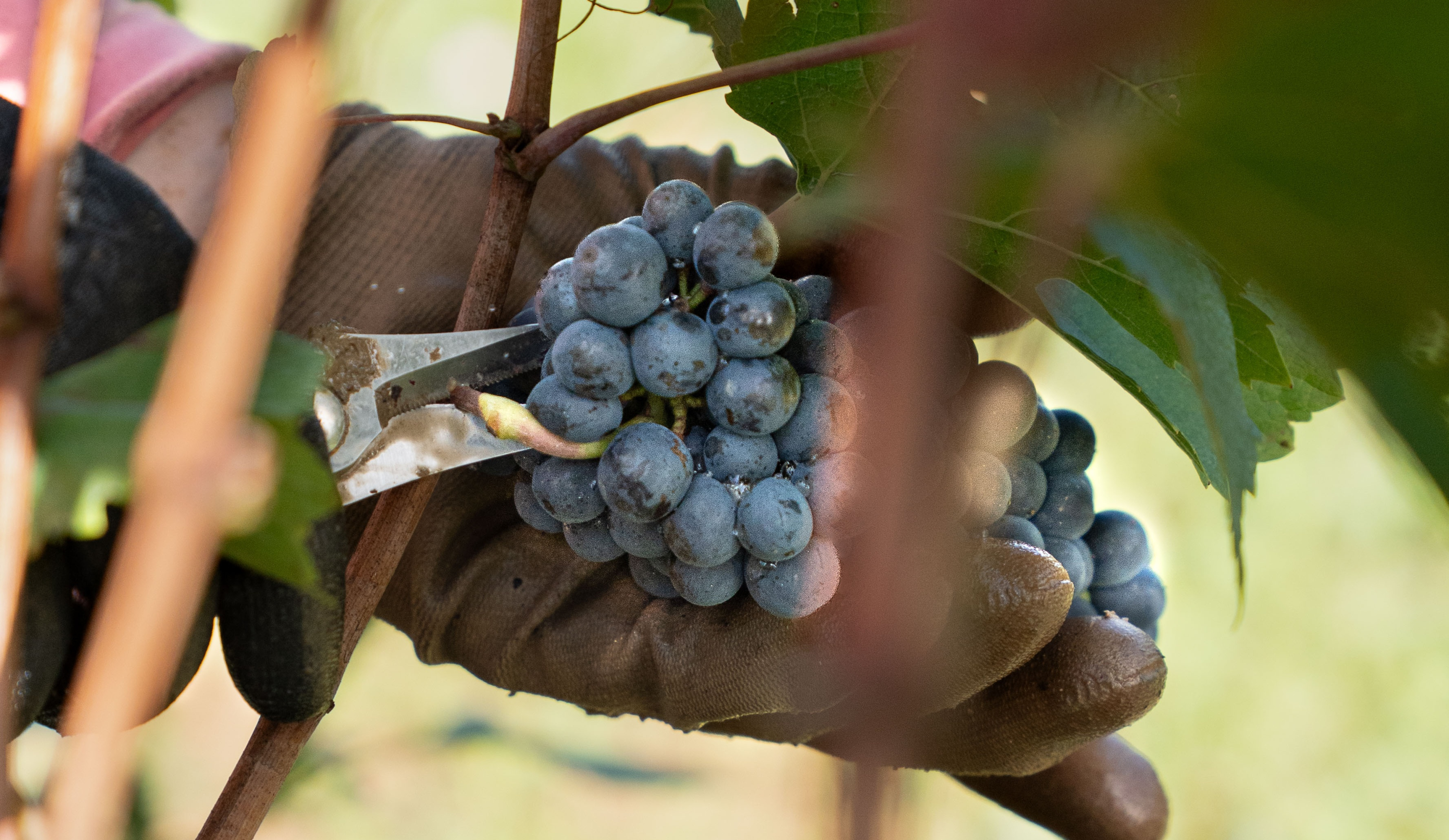 vinium_sylius_wine_plugin.ui.label - Pommard  Vieilles Vignes