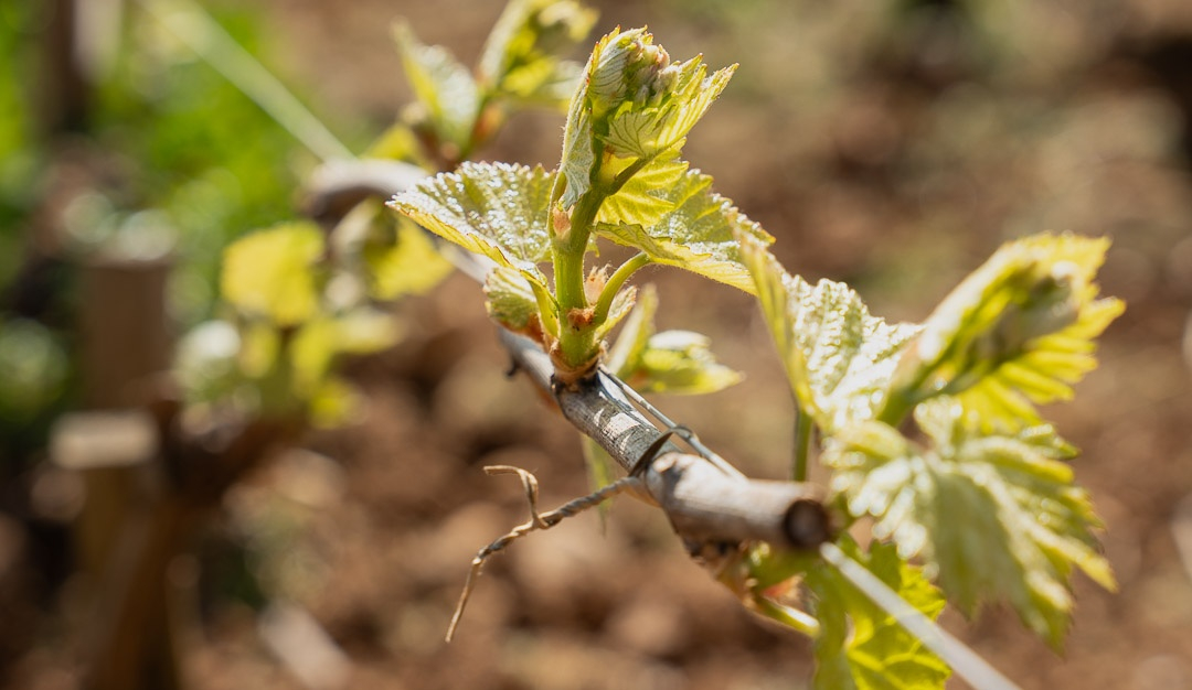 vinium_sylius_wine_plugin.ui.label - Puligny-Montrachet  Vieilles Vignes