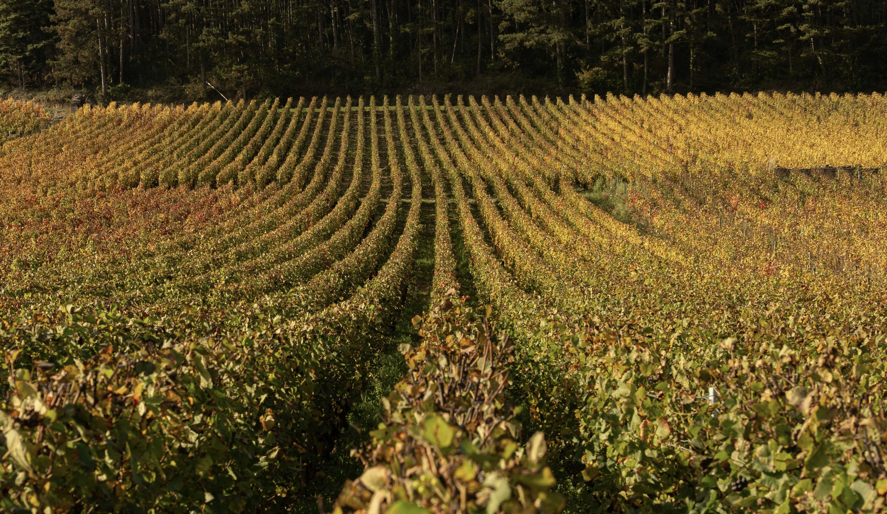 vinium_sylius_wine_plugin.ui.label - Rully Vieilles Vignes