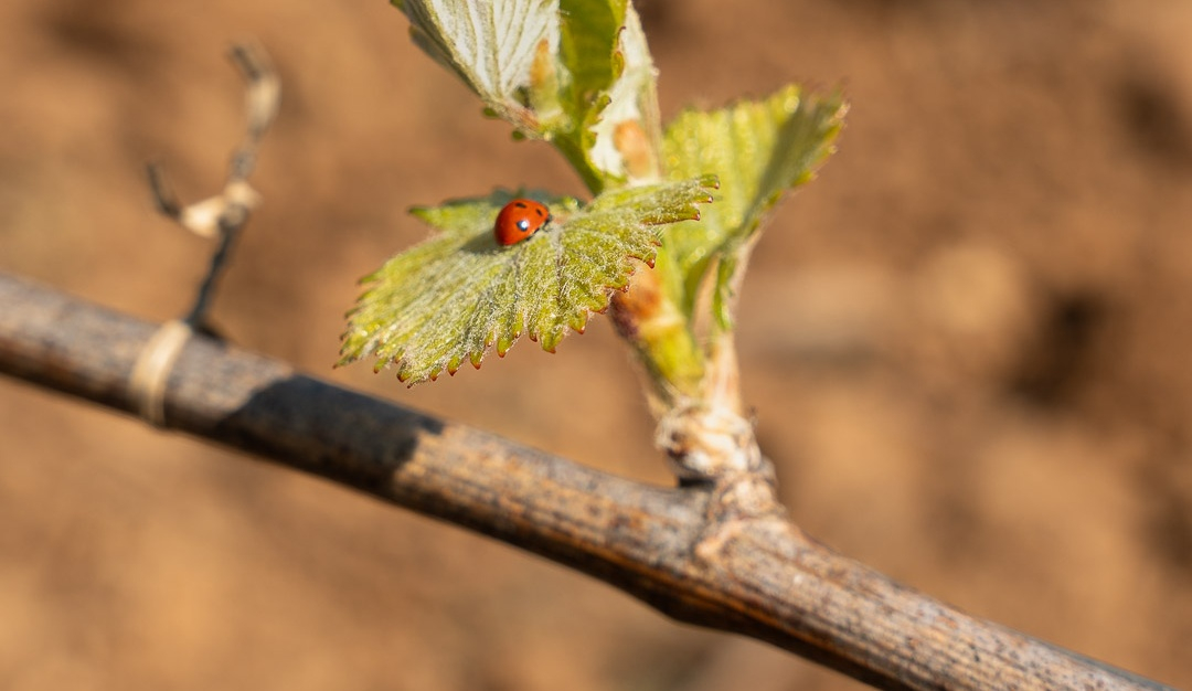 vinium_sylius_wine_plugin.ui.label - Santenay 1er Cru  Beaurepaire
