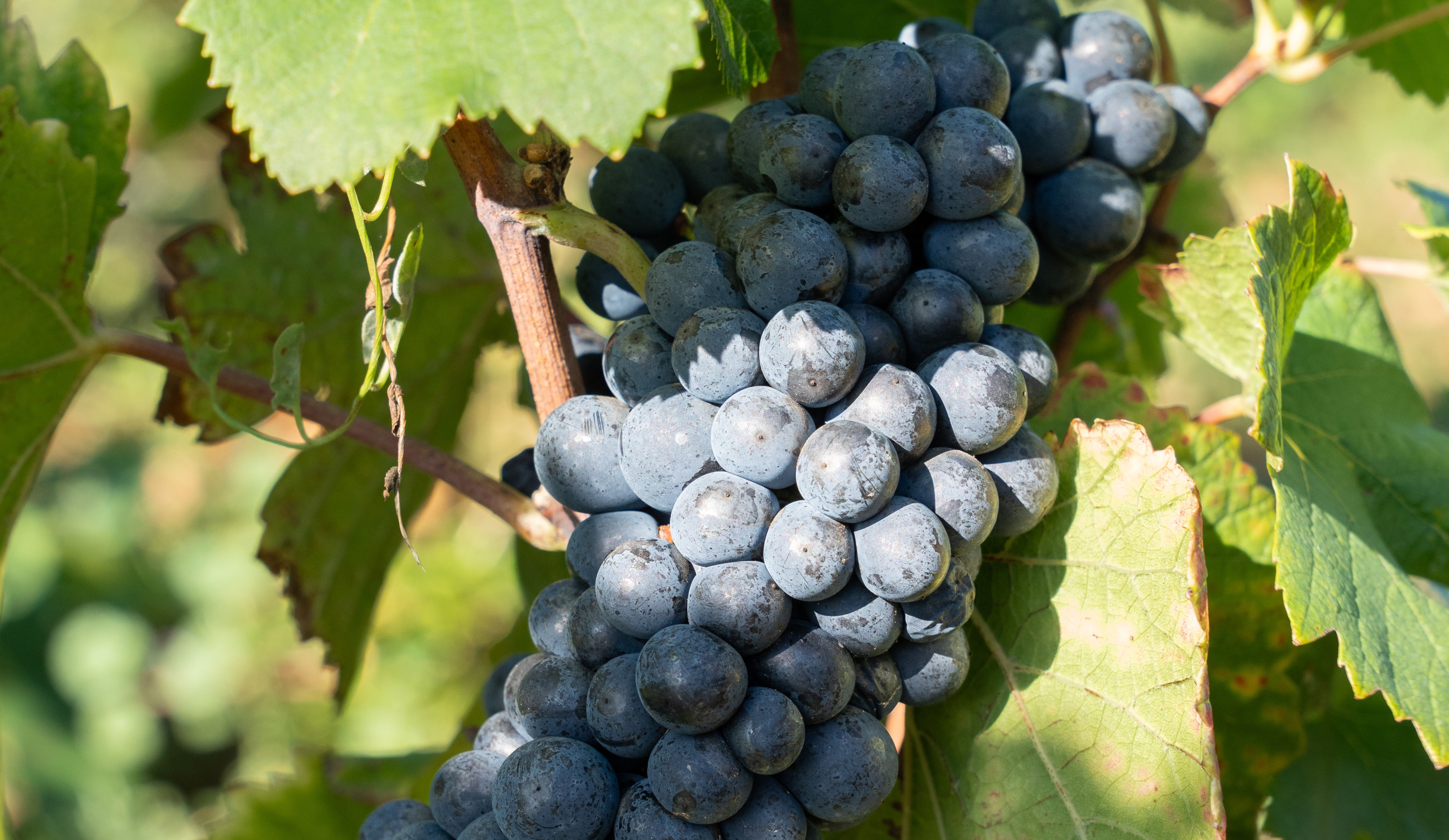 vinium_sylius_wine_plugin.ui.label - Santenay 1er Cru  Le Beauregard