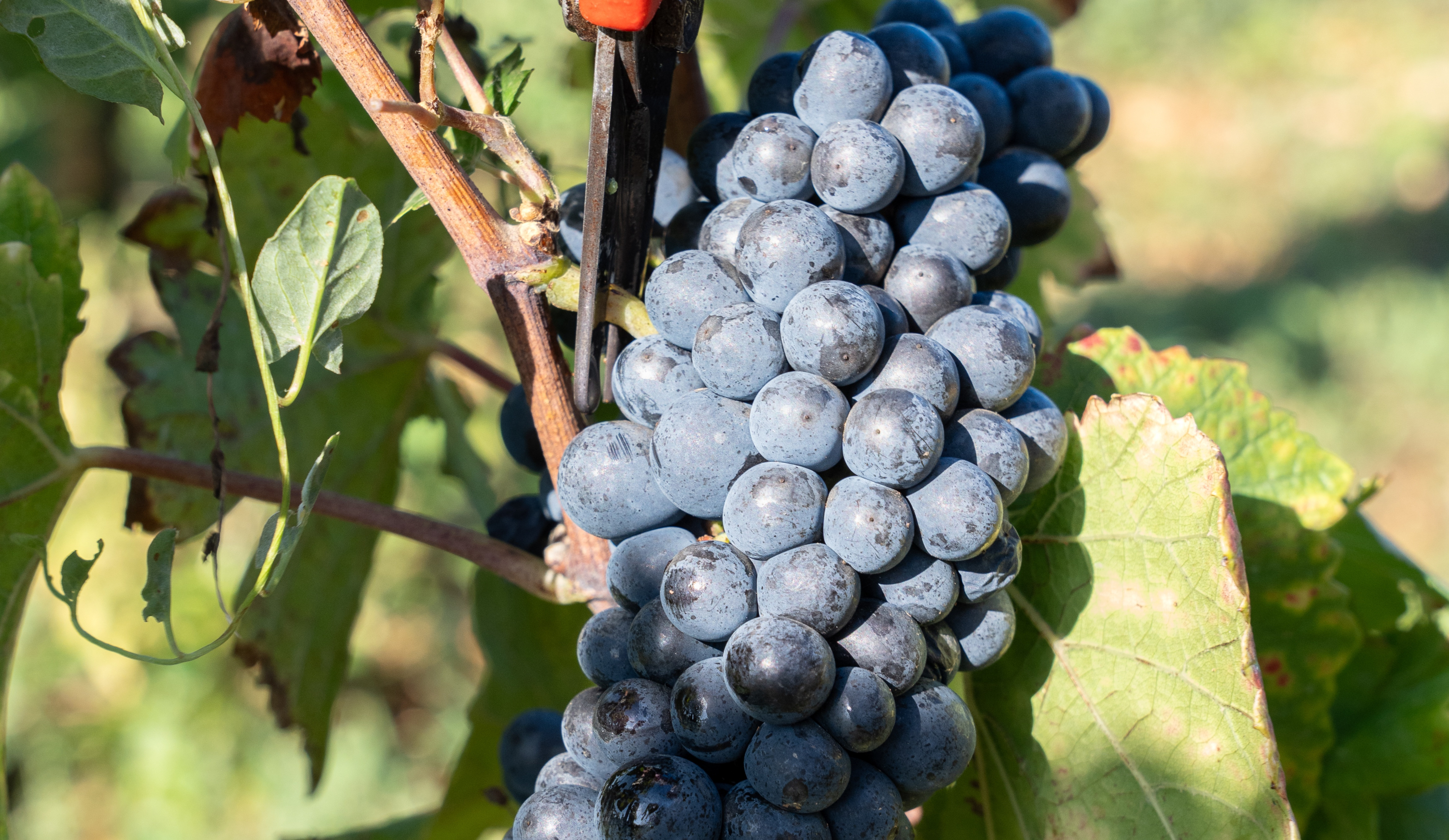 vinium_sylius_wine_plugin.ui.label - Savigny-les-Beaune 1er Cru  Les Marconnets