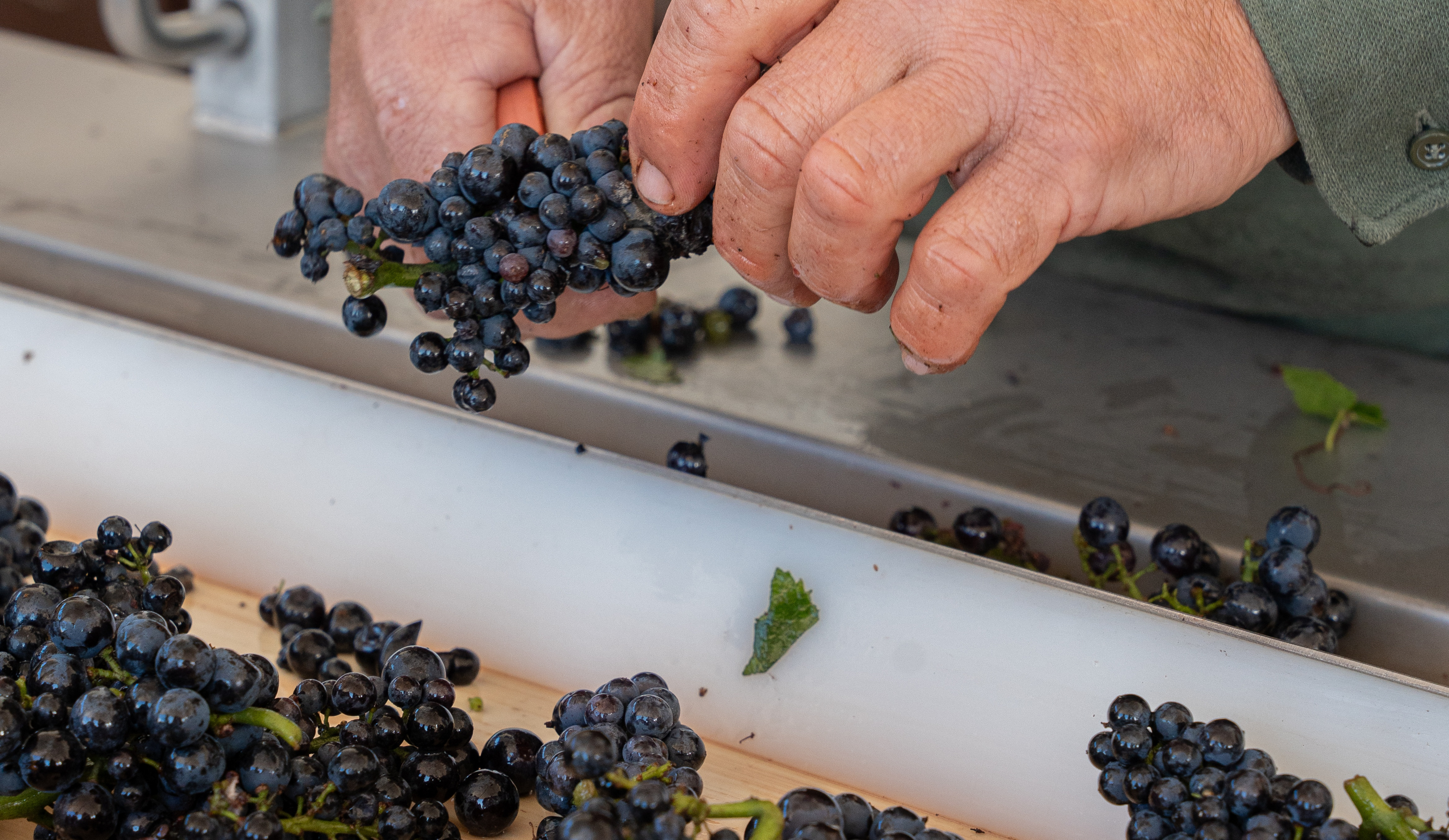 vinium_sylius_wine_plugin.ui.label - Saint Romain Vieilles Vignes