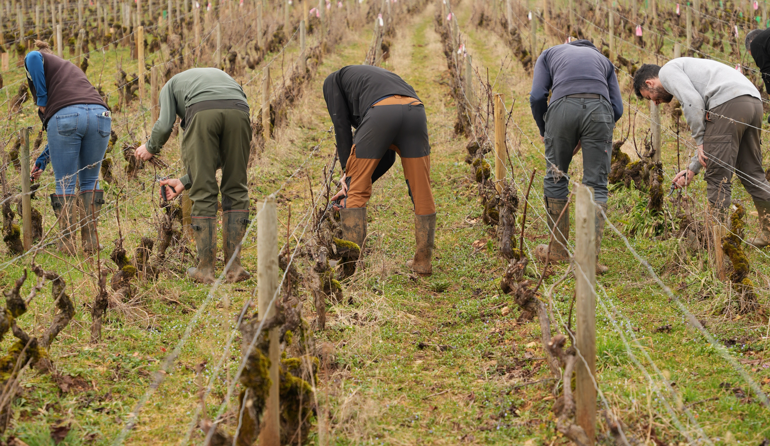 vinium_sylius_wine_plugin.ui.label - Saint-Romain  Vieilles Vignes Blanc