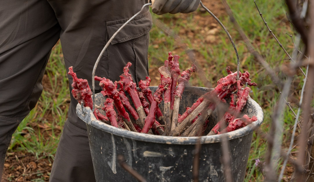 vinium_sylius_wine_plugin.ui.label - Volnay 1er Cru  Les Pitures