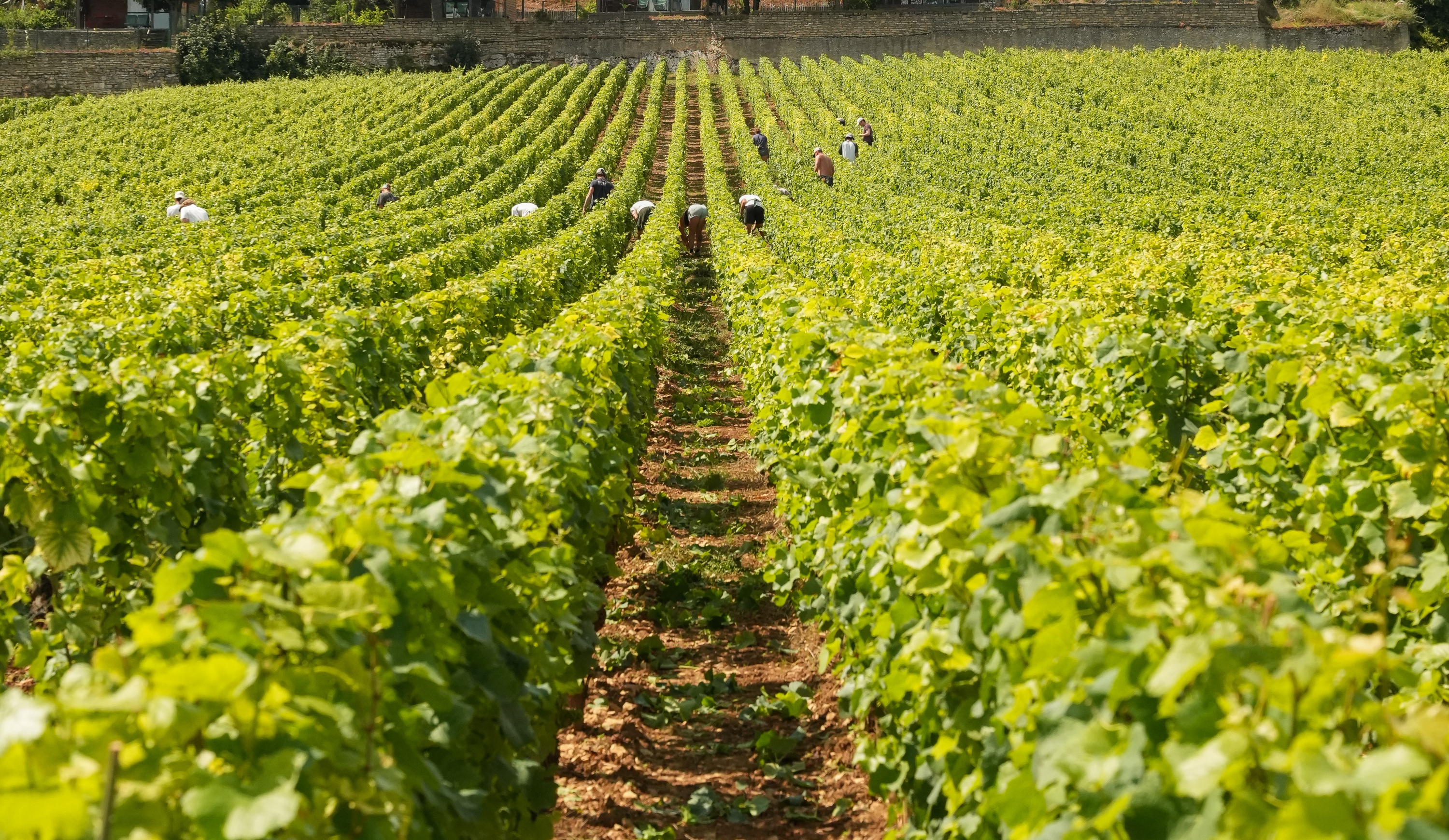 vinium_sylius_wine_plugin.ui.label - Volnay 1er Cru Les Santenots