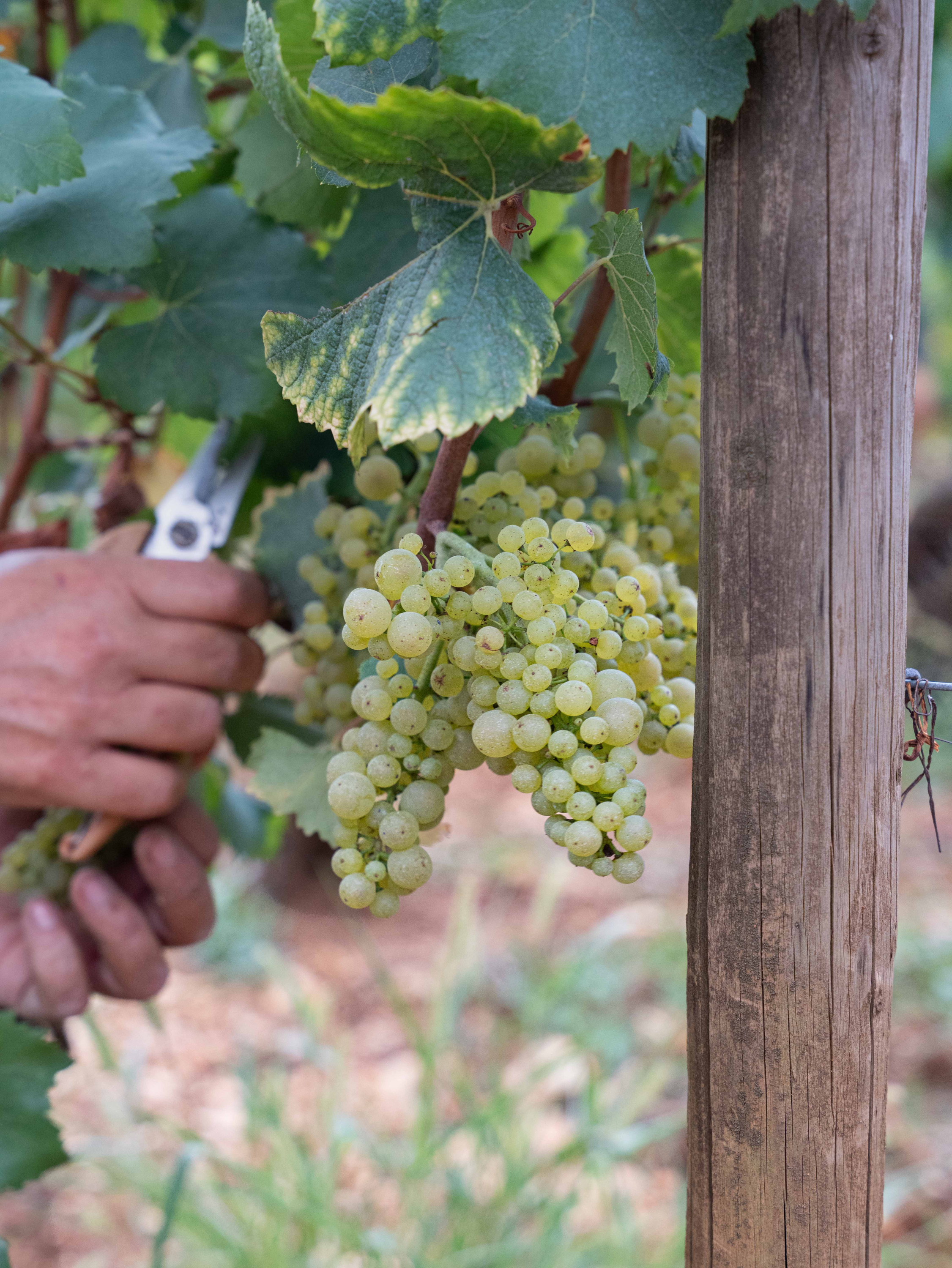 vinium_sylius_wine_plugin.ui.label - Bourgogne Blanc  Terroir Noble