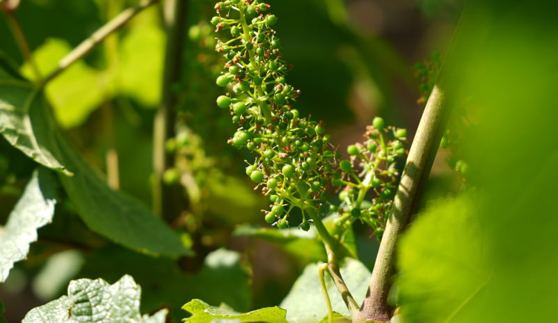 【専用ページ】Vincent Girardin Aloxe-Corton Aloxe-Corton Vieilles-Vignes | Domaine Vincent Girardin